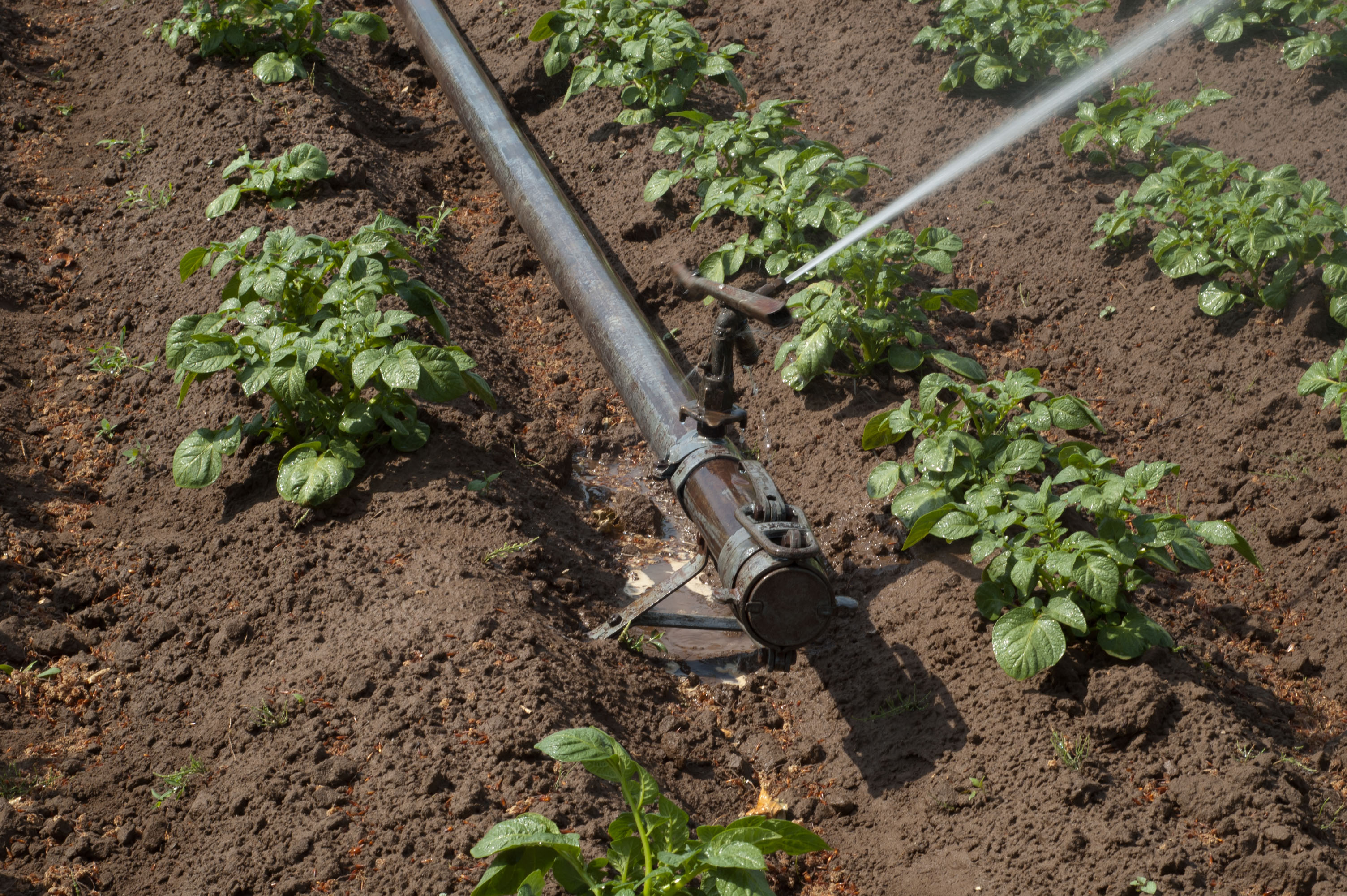 Irrigation_system_Perrot-sprinkler_and_end_fitting