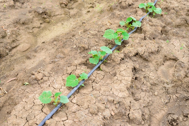 champ-concombre-poussant-systeme-irrigation-goutte-goutte_35355-4027